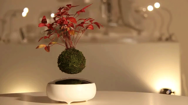 air bonsai levitating
