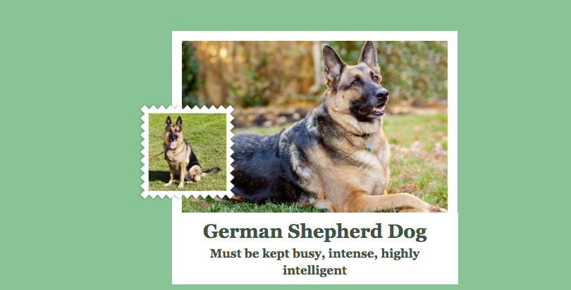 dog breed app microsoft